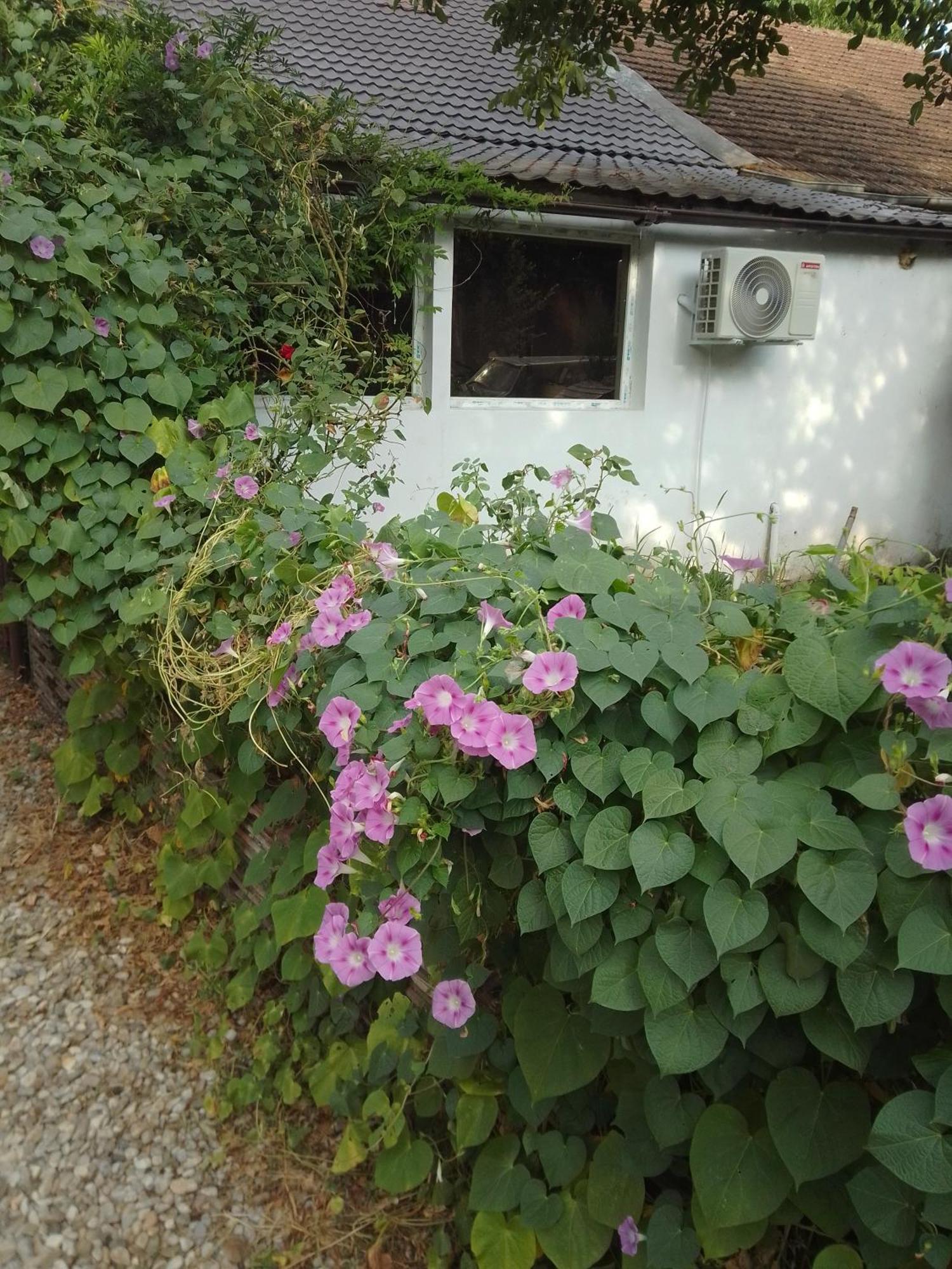 Casa Mocanu Giurgiu Exterior photo